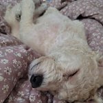 강아지 생일이라 남겨보는 글