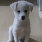 나연 pop vs 방탄 yet <b>to</b> come