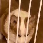 <b>Bj</b>철구 강아지 발톱 상황ㄷㄷ;;