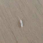 [방탈죄송] (혐오주의)무슨 <b>벌레</b>인가요? 방에서 자꾸 나와요