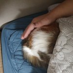 [고양이] 슬기로운 <b>임</b><b>보</b>생활5[유기묘 임시보호하기]