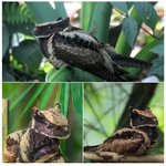 용처럼 생긴 새