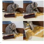 사고친 고양이의 수습