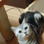 [고양이] 우리 마루 보고 가