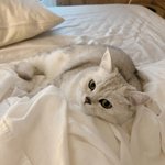 [고양이] <b>집사</b> 침대 사랑하는 쵸