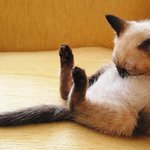 세상 <b>특이</b>하게 자는 냥이들