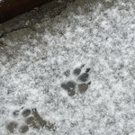 [이것좀봐줘] 우리 강아지 <b>발자국</b> 귀엽지 ㅠ