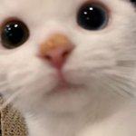[댓글부탁해] 내성적인데 알바하는사람...?ㄹㅇ