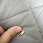 [약혐] 손으로 귀지팠는데 <b>달팽이</b>관 뽑은거같아