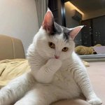 치명적인 수준이 좀 심한 냥이 <b>자태</b>