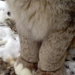 고양이 중에 발이 제일 큰 애