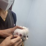 [이것좀봐줘] (개물림사고) 이 글을 꼭 읽어주세요