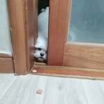 (강아지 사진있음) 다들 반려<b>동물</b> 대소변 견딜만 하신가요..?