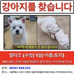 [이것좀봐줘] 구로구 실종 강아지 토리를 찾습니다
