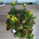 <b>사진</b> <b>속</b> 다육이 이름 알려주세요