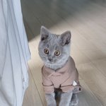 [고양이] 그레잇 너 정말~