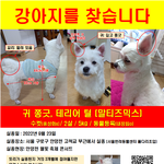 [이것좀봐줘] (사례금 200만원)구로구 실종견 토리를 찾습니다