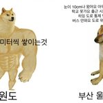 고양이 아파서 시험 못 본 거 <b>한심</b>함?