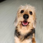 [귀여운<b>동물</b>] 날마다 더 예쁜 댕댕댕