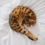 [드루와] 미야옹철의 냥냥펀치에