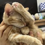 나 <b>오키</b>로뺏는데 팔뚝 ㅈㄴ차이남