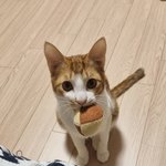 (강원도 속초)길냥이의 가족이 되어주세요