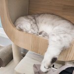 [고양이] 뒷다리가 쑥 팔딱팔딱 <b>칸쵸</b>가 됐네