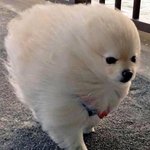 더<b>벤티</b> 얼음 갈아달라하면 갈아주나??