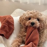 모두들 영탱이의 미모에 흠뻑 빠지세요....