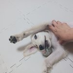 우리집 강아지 보고가2