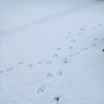 [NCT드림] 귀여운 <b>발자국</b> 보고가