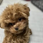 <b>말티푸</b> 보고가세요 ! 2
