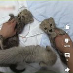 [NCT드림] <b>동물</b>농장 관련된분중에 맠프있으신거같던데