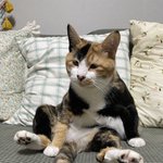 [고양이] 9마리 다견다묘가정 보고가세요~~^^