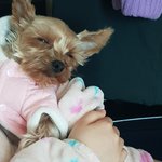 우리 강아지 보고싶다
