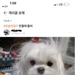 [댓글부탁해] 겨울에만 볼 수 있다는 <b>민들레</b> 홀씨.jpg