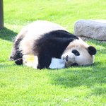 너 <b>팬더</b> 탈 뒤집어쓴 사람이지?!