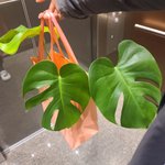 [방탈죄송] 몬스테라 잘 아시는분이요