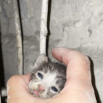 [고양이] 저희 포동이를 제발 도와주세요!! B형 고양이 수혈 부탁드립니다...