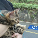 [댓글부탁해] 고양이가 <b>산책</b>해도 돼..??