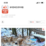 [댓글부탁해] 이 <b>개들</b> 한심해보인다 추반