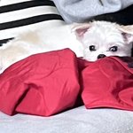 다이소에 <b>포장지</b> 팖???