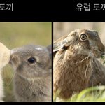 혹시 토끼 진심으로 좋아하면 <b>클릭</b>하지마