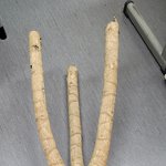 해피트리 <b>뿌리</b> 좀 봐주세요