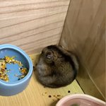 우리집 <b>햄스터</b> 보고가