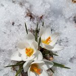 겨울을 이겨내는 <b>강인</b>한 꽃