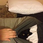 집사는 꿈도 못 꿀 <b>닌자</b>의 본능