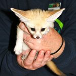 수요일은 아기 사막여우 보고 <b>힘내기</b>!