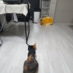[고양이] [고양이] 삼색이 겨울이 <b>자랑</b>