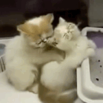 요리<b>조리</b>